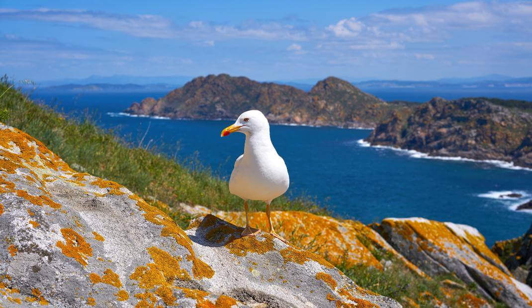 Paisaje Islas Cíes con gaviota