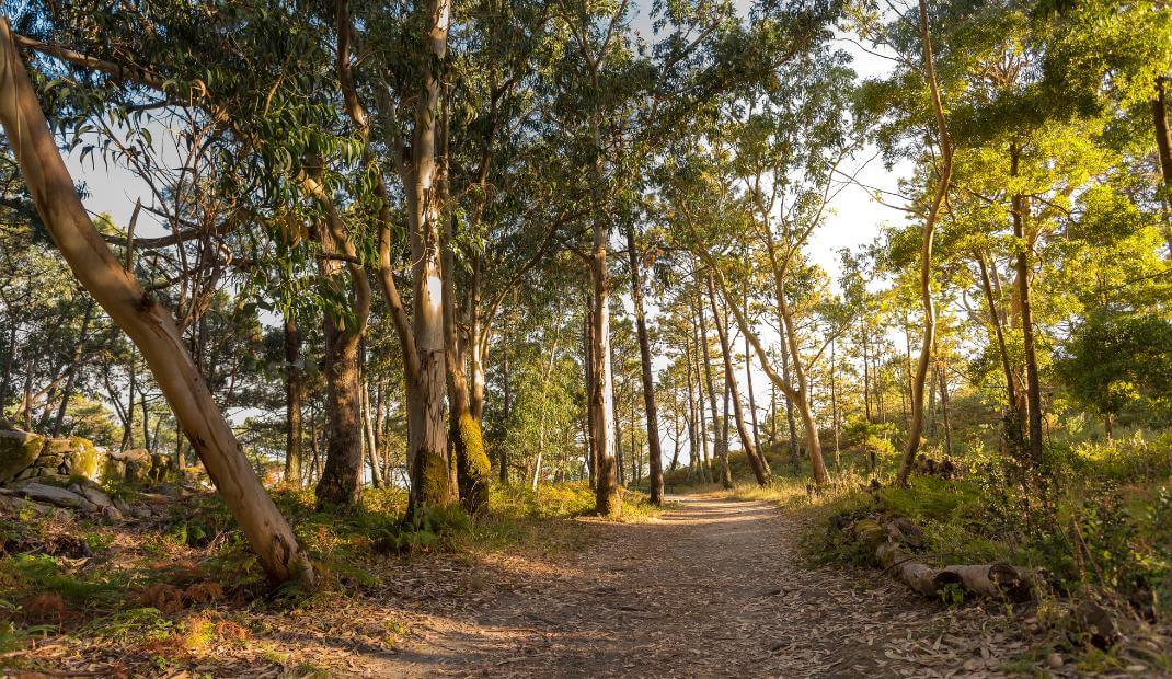 Paisaje de un bosque de las Islas Cíes
